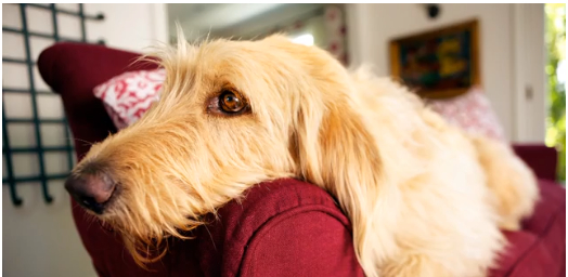 Dog wants to watch TV, Critter Files, Dawn Walton