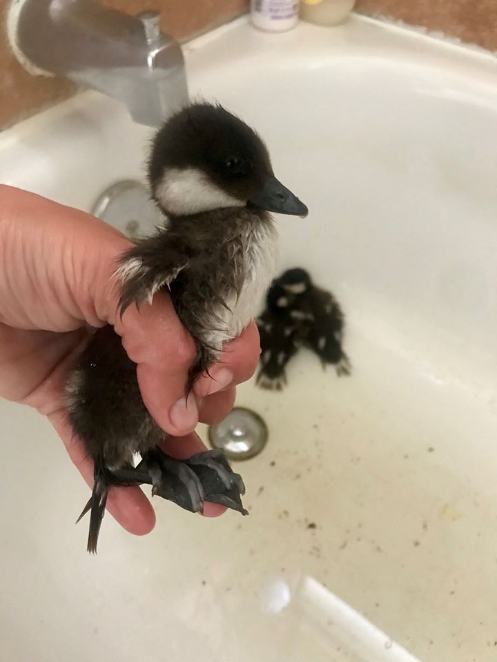 So tiny. Photo: AFWE/Facebook