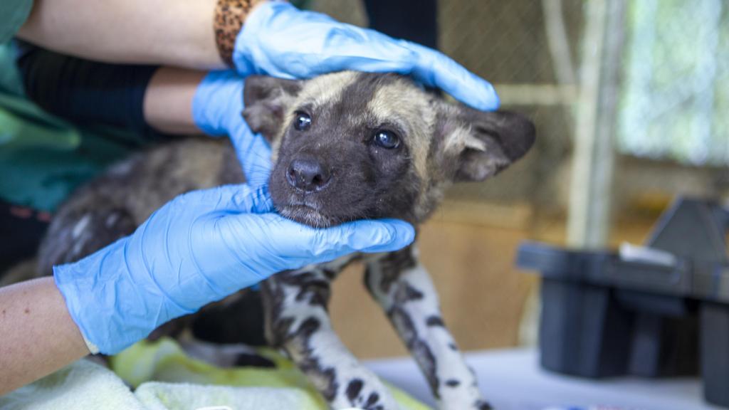 Endangered African Painted Dogs