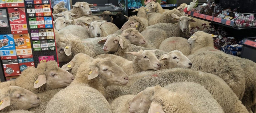 sheep in the supermarket